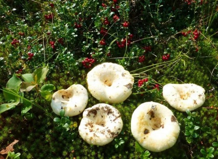 Млечни гъби в гората