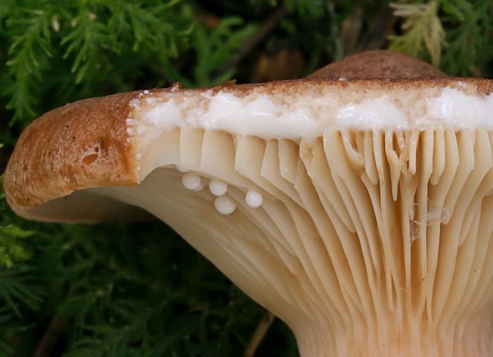 Сок от млечни гъби