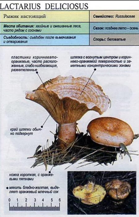 Описание на вкусната млечна гъба