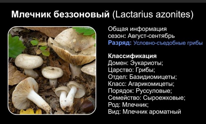 Беззонов млечок