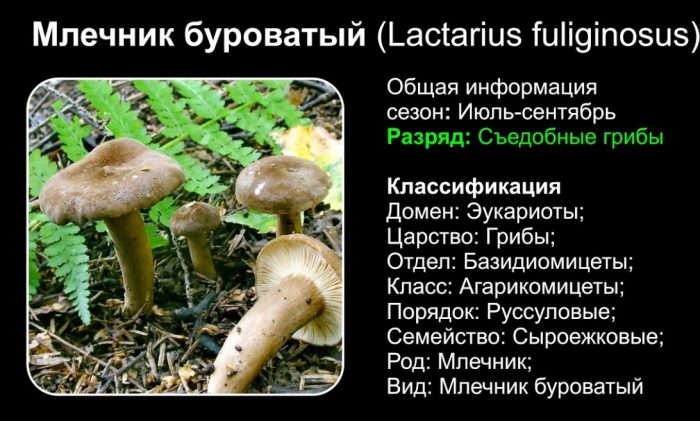 Описание на кафеникавия млечок