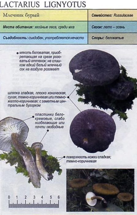 Описание на кафявата млечка