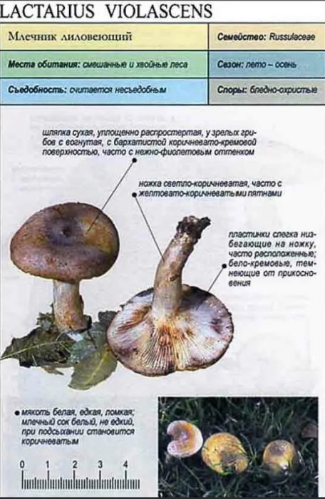 Лилаво млечно цвете
