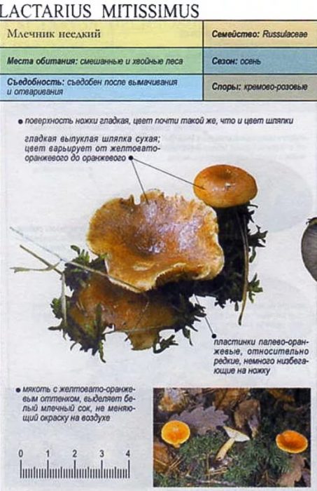 Описание на неразяждащия млечок