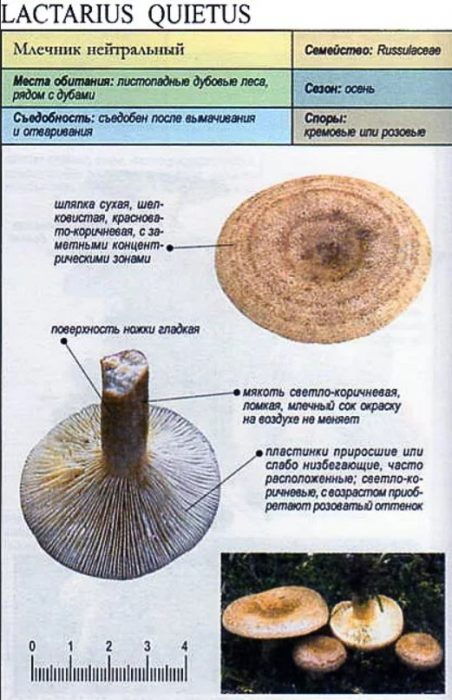 Неутрален млечок