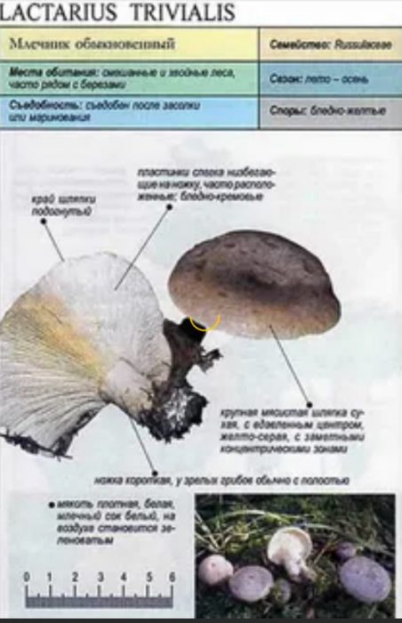 Описание на обикновената млечница