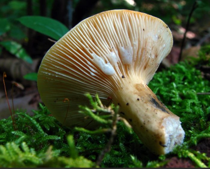 Жълта млечна шапка