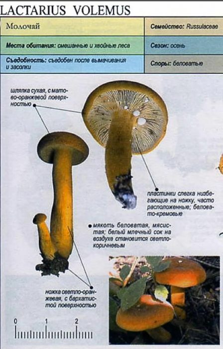 Описание на червено-кафявата млечна гъба