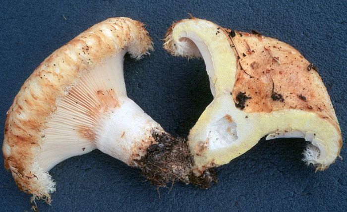 Пулпа от млечни гъби