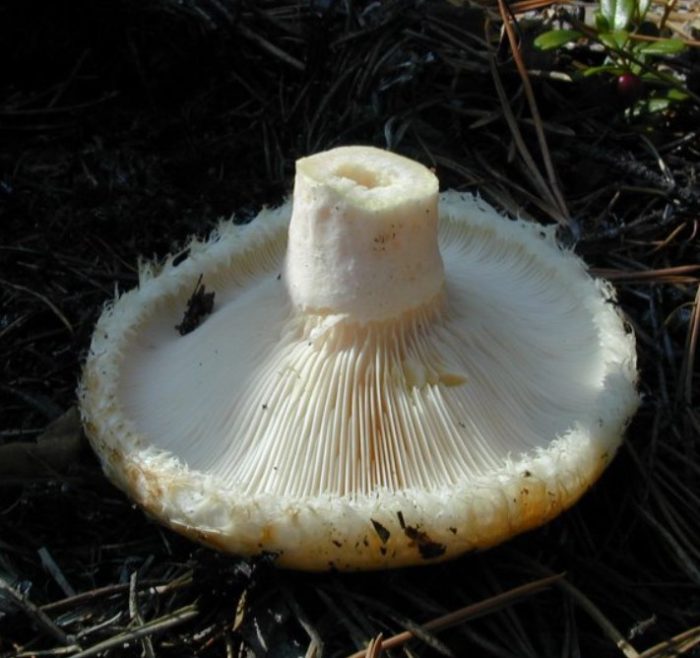 Стъбло на млечна гъба