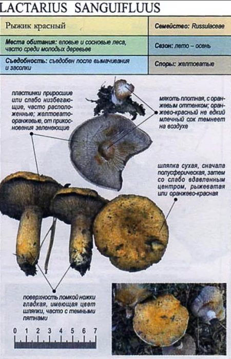 Описание на червената шафранова млечна шапка