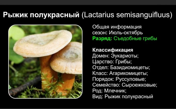 Описание на червената шафранова млечна шапка