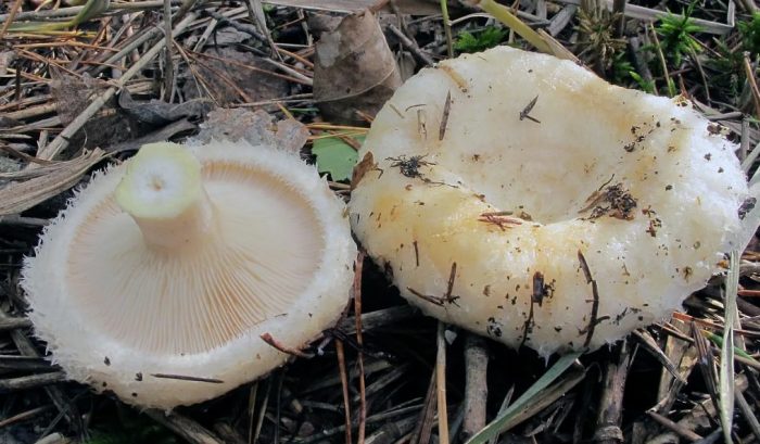 Как изглежда шапката на млечна гъба?