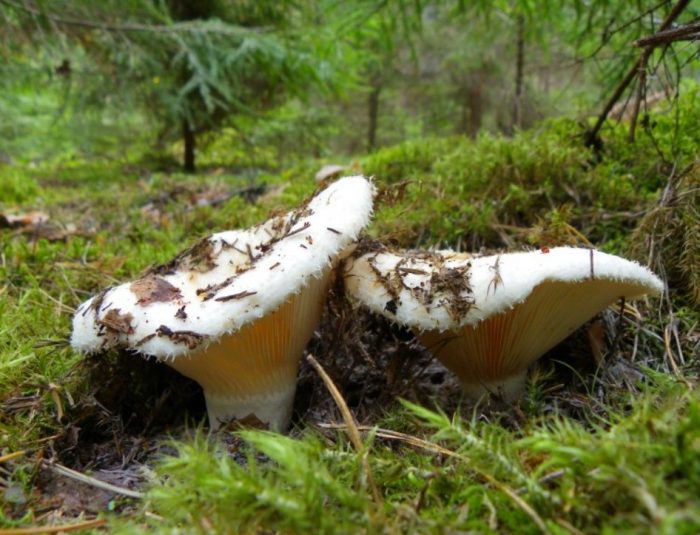 Бране на млечни гъби