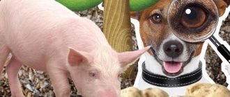 Как да намерим трюфели