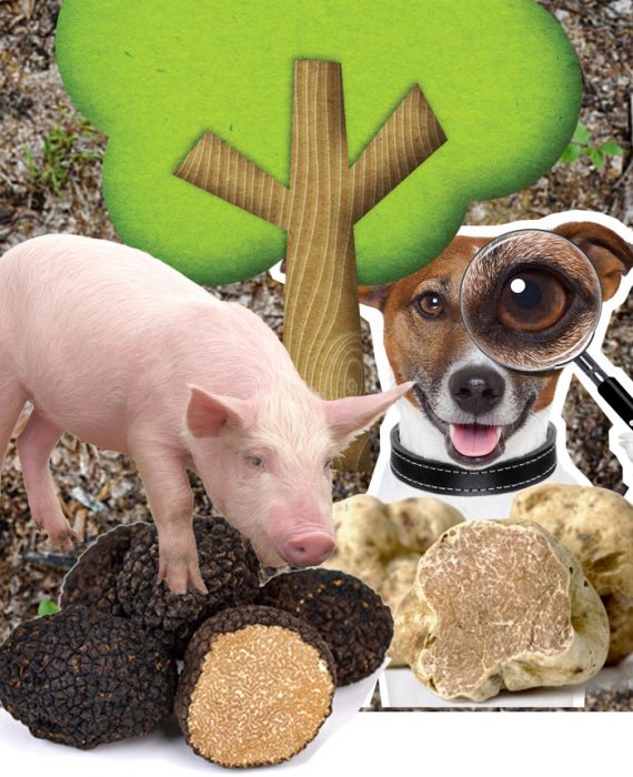 Как да намерим трюфели