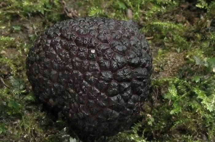 Черен трюфел