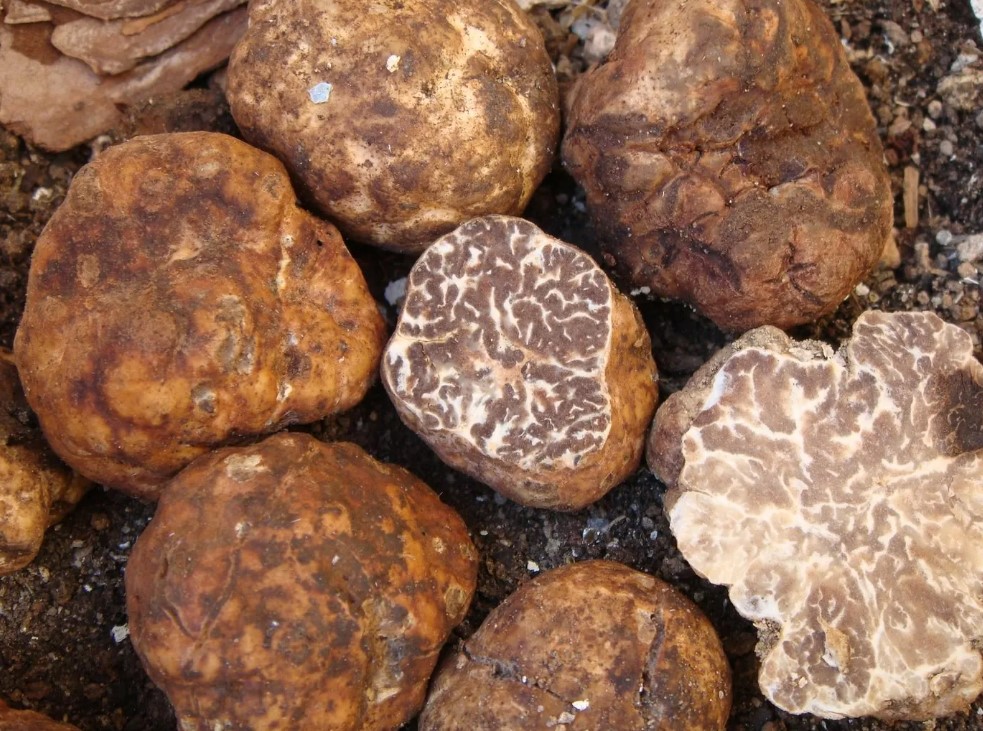 Семейство бели трюфели