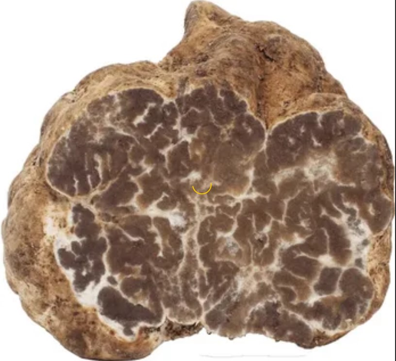 Бял трюфел в разрез