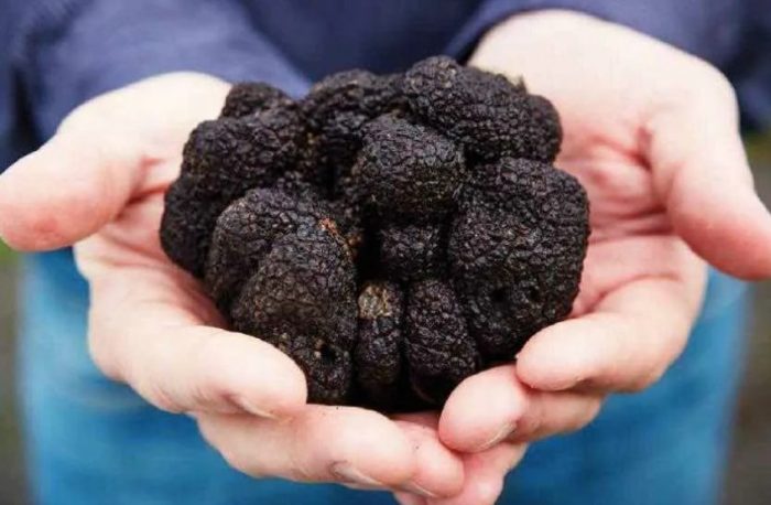 Колекция от черни трюфели