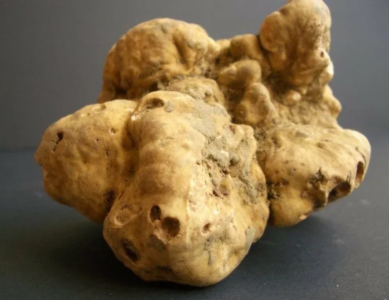 Пиемонтски трюфел, италиански