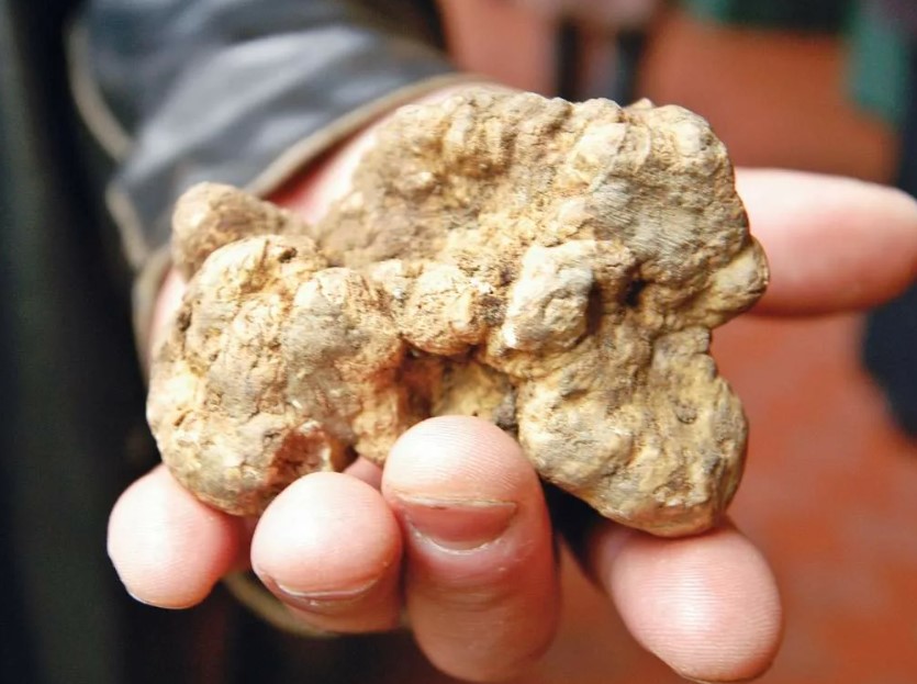 Пиемонтски трюфел