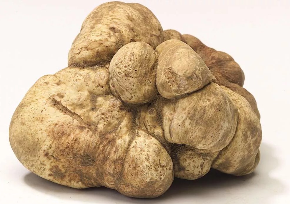 Голям италиански бял трюфел