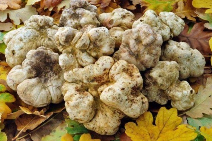 Италианското семейство трюфели