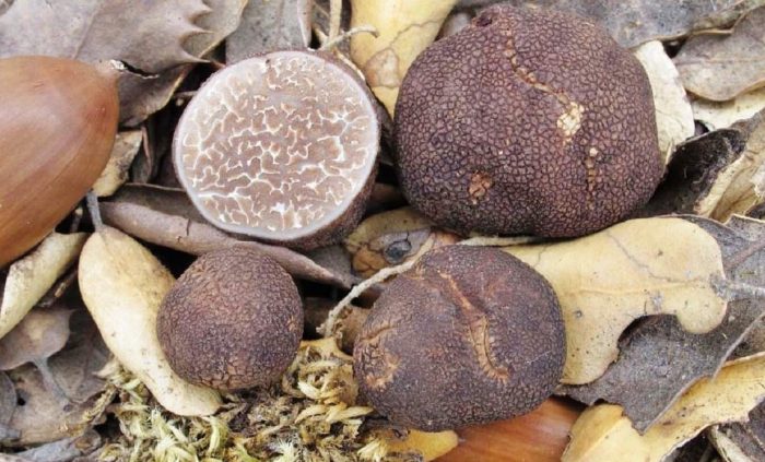 Червени трюфели