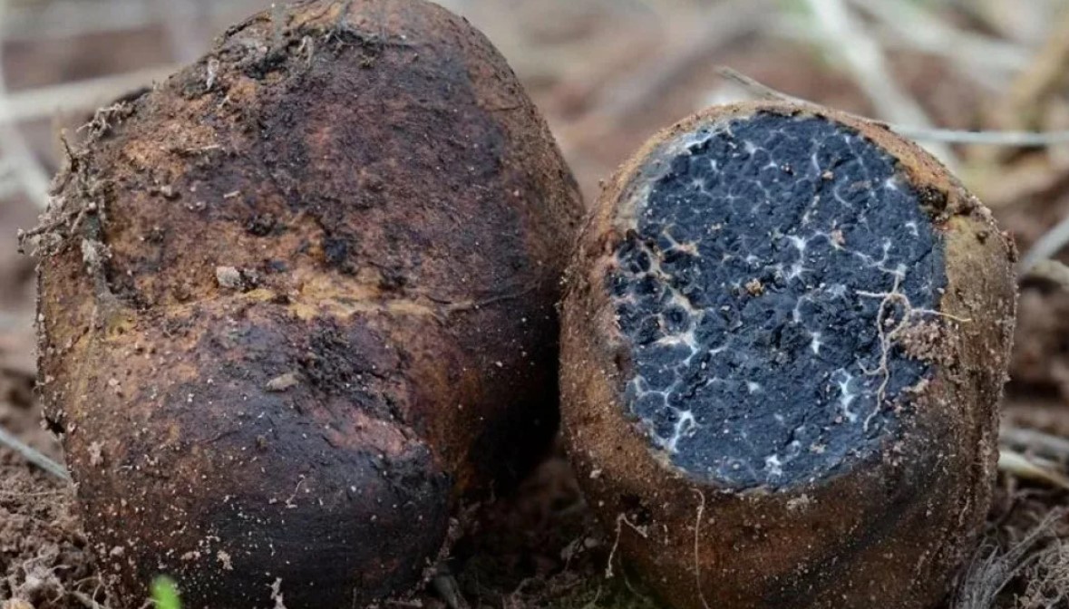 Фалшива трюфелова гъба