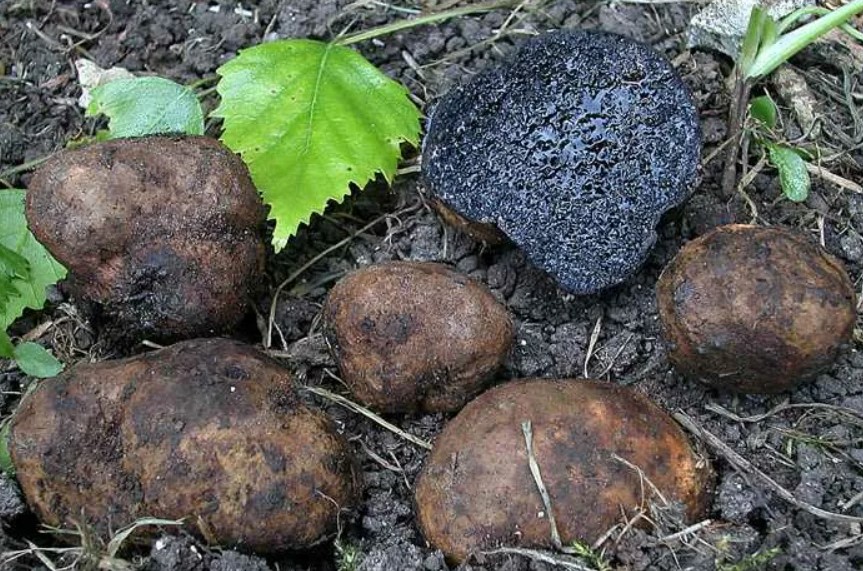 Меланогастер или фалшив трюфел