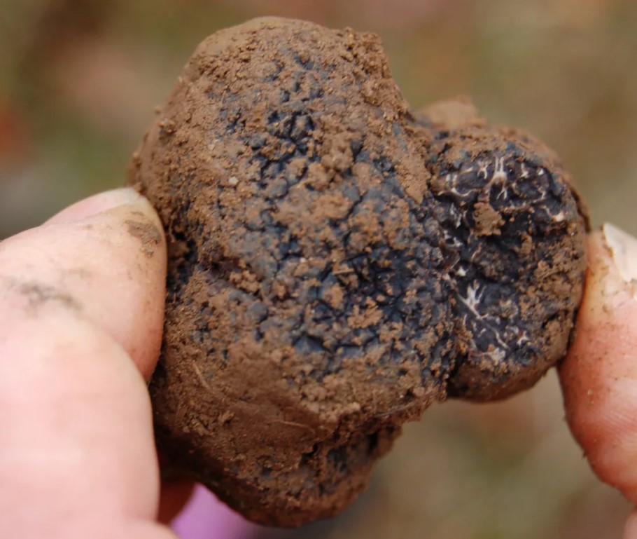 Фалшив трюфел