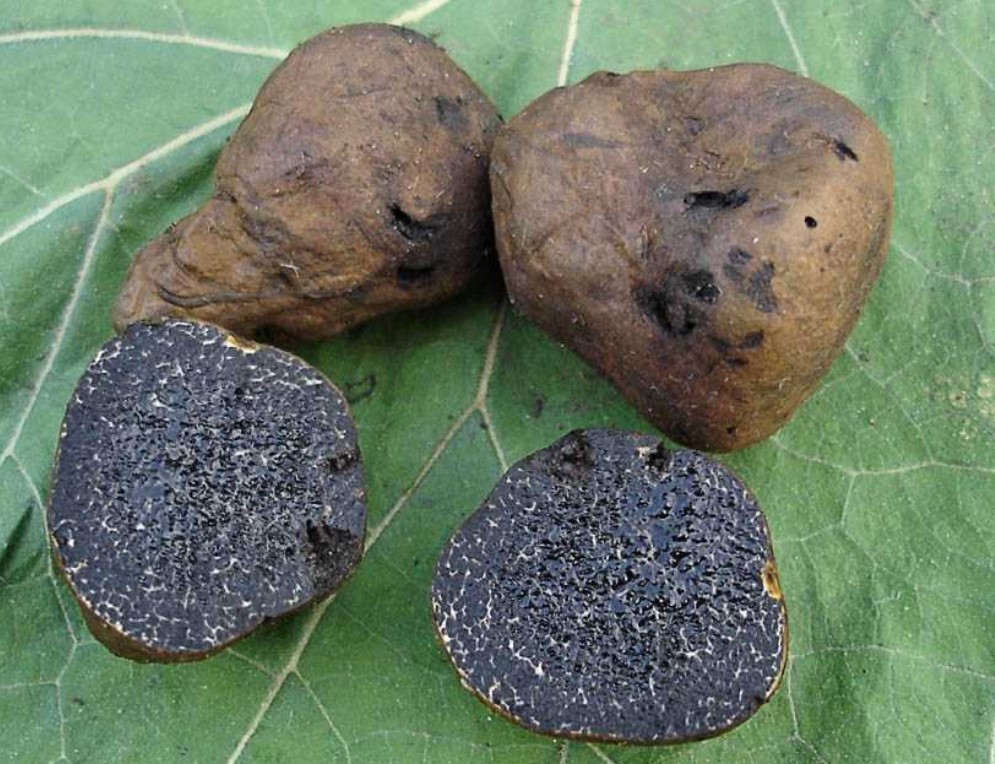 Фалшив трюфел