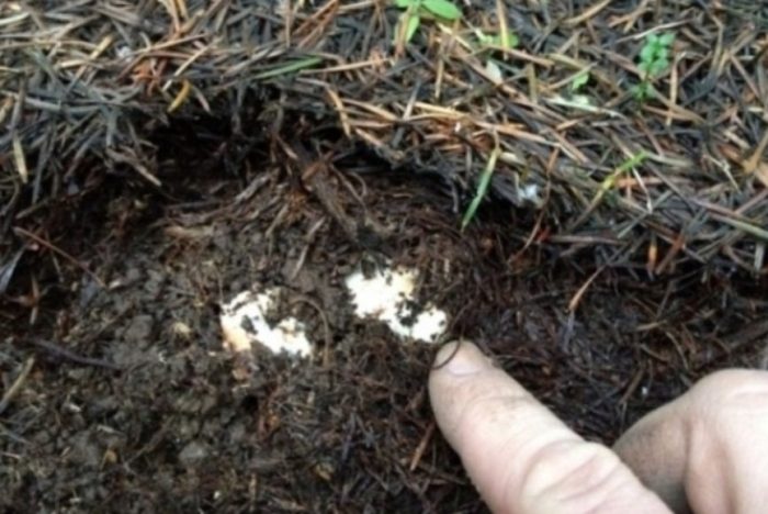 Култивиране на мицел