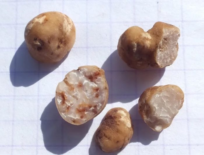 Пъстър трюфел