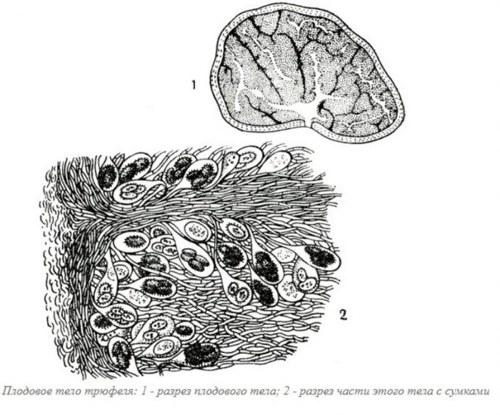 Структурата на трюфела