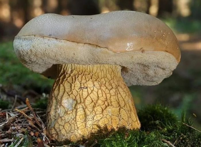 Горчива гъба