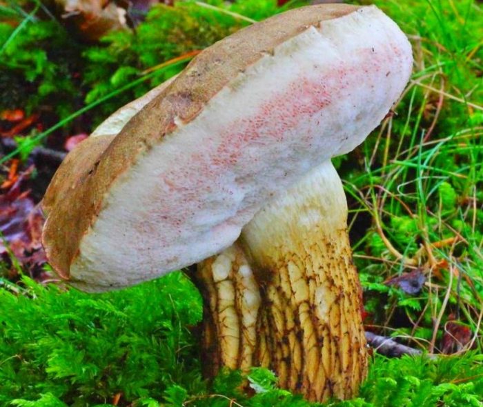 Стара жлъчна гъба