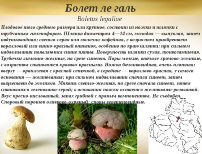 Описание на манатарка (Boletus le Gallus)