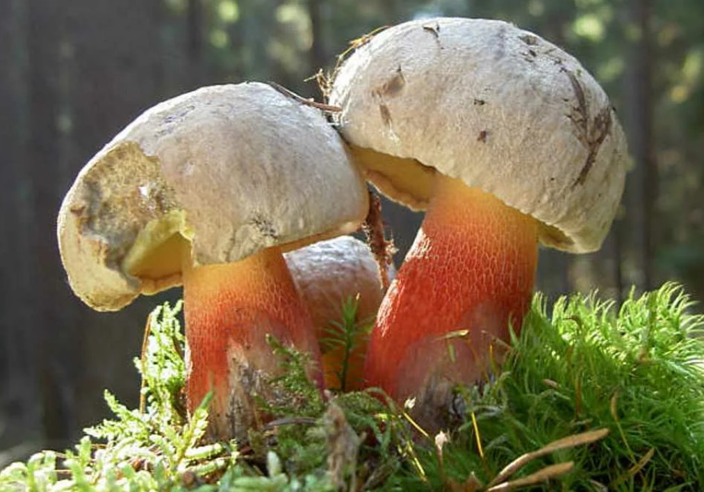 Неядливи манатарки в гората