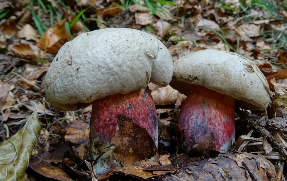 Неядлива манатарка