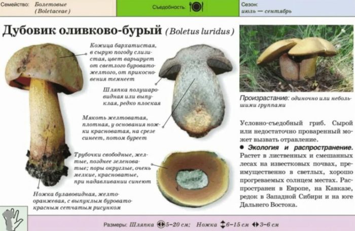 Описание на маслиненокафявата манатарка