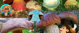 Синя манатарка