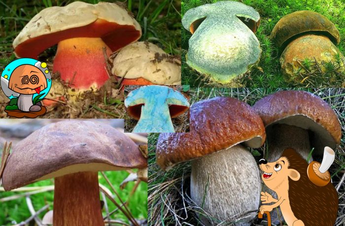 Синя манатарка