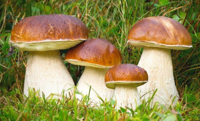 Истински манатарки