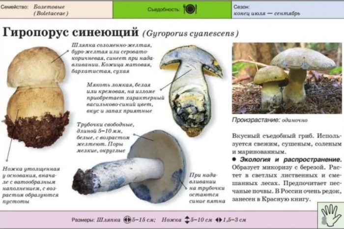 Гиропорус цианесценс