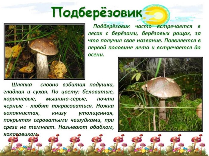 Описание на гъби манатарки