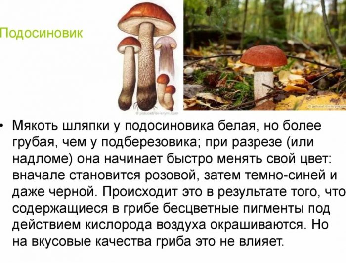 Описание на гъбата Аспен