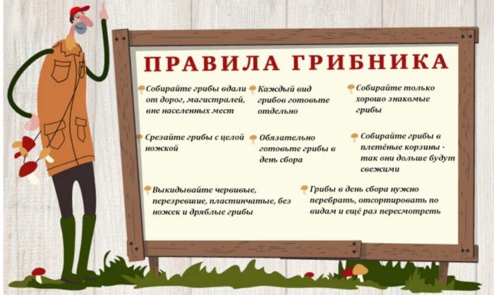 Правила за бране на гъби