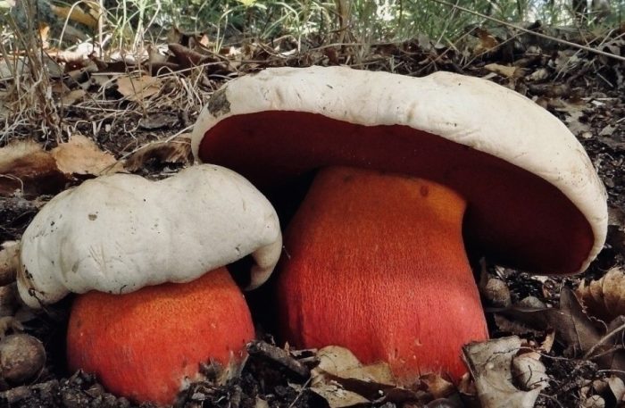 Сатанинска гъба